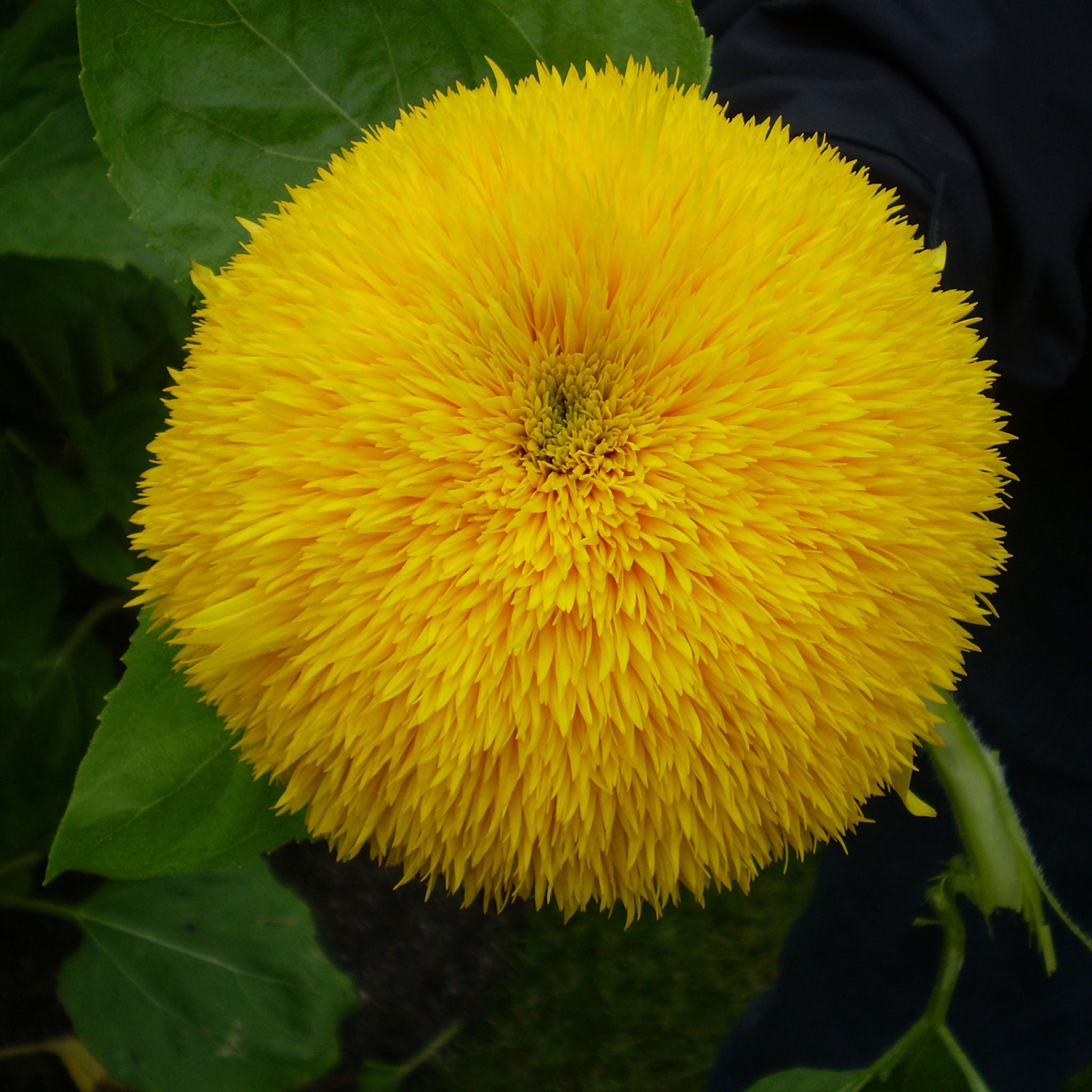 golden flower seeds Organic Sunflower Seeds - Golden Bear | Bulk Flower Seeds
