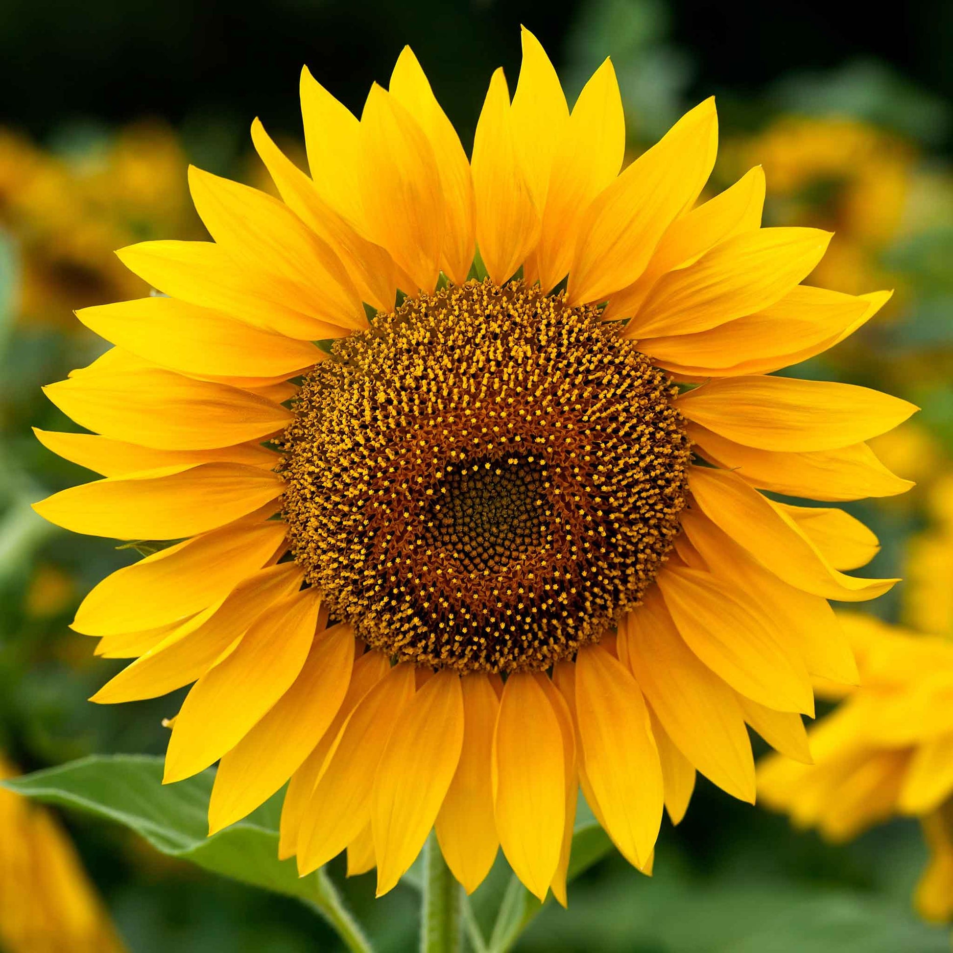 bulk organic sunflower seeds for planting Bulk Sunflower Seeds (Organic)