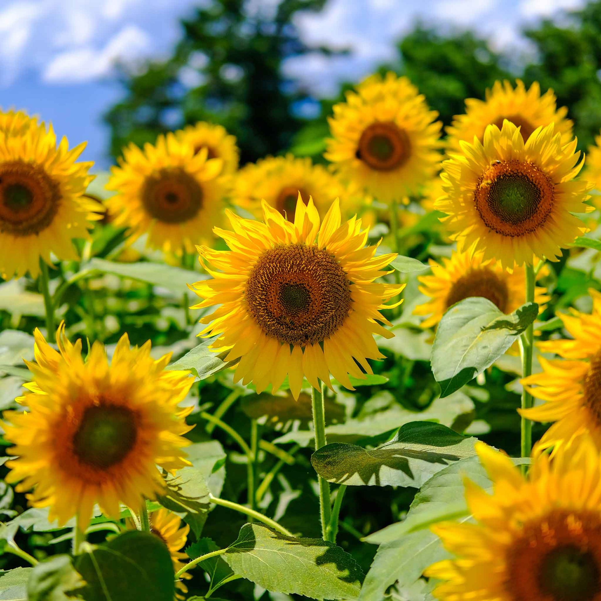 bulk organic sunflower seeds for planting Bulk Sunflower Seeds (Organic)