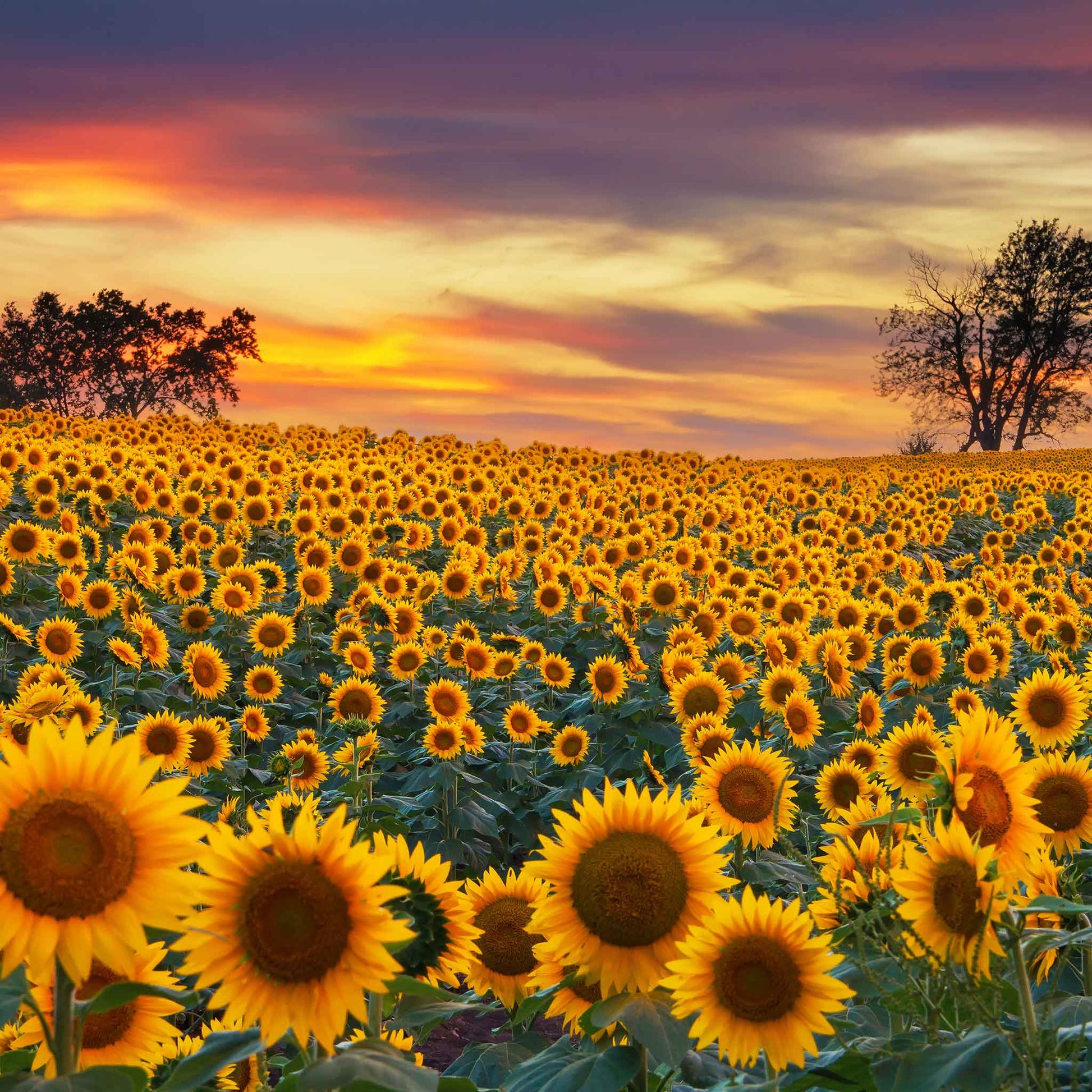 mammoth sunflower seeds to plant Bulk Sunflower Seeds (Organic)