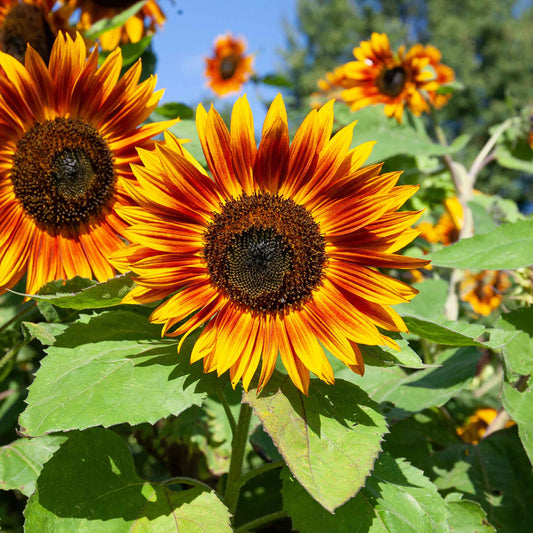 sunflower organic-velvet queen