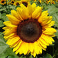 sunflower procut brilliance