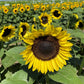 sunflower procut brilliance