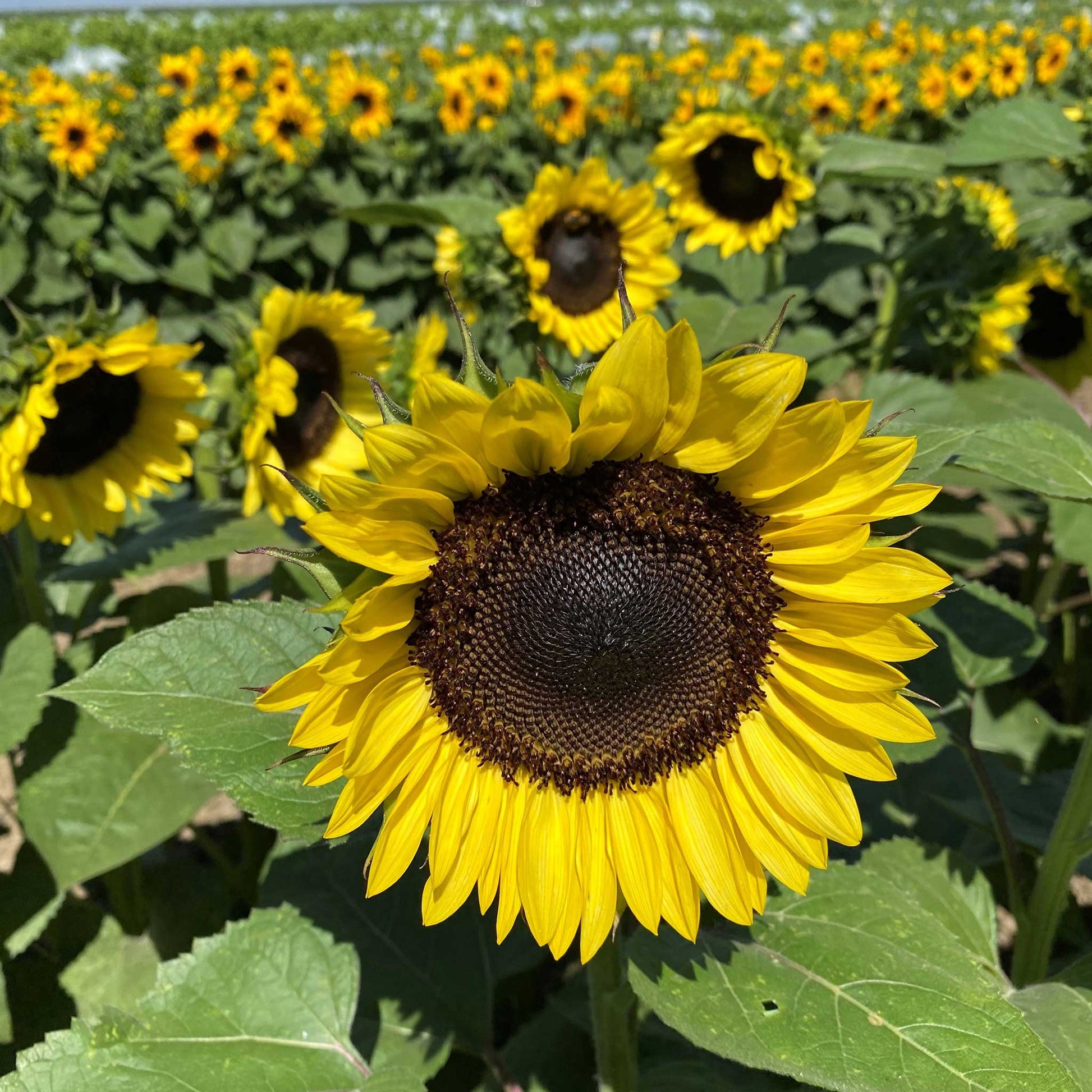 sunflower seeds to plant for sale Sunflower ProCut Brilliance | Bulk Flower Seeds