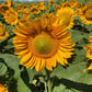 Sunflower ProCut Gold Lite