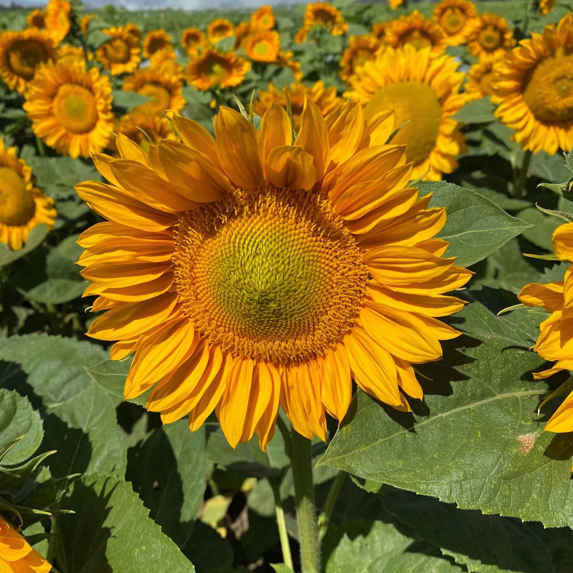 sunflower seeds to plant for sale Sunflower ProCut Gold Lite | Bulk Flower Seeds