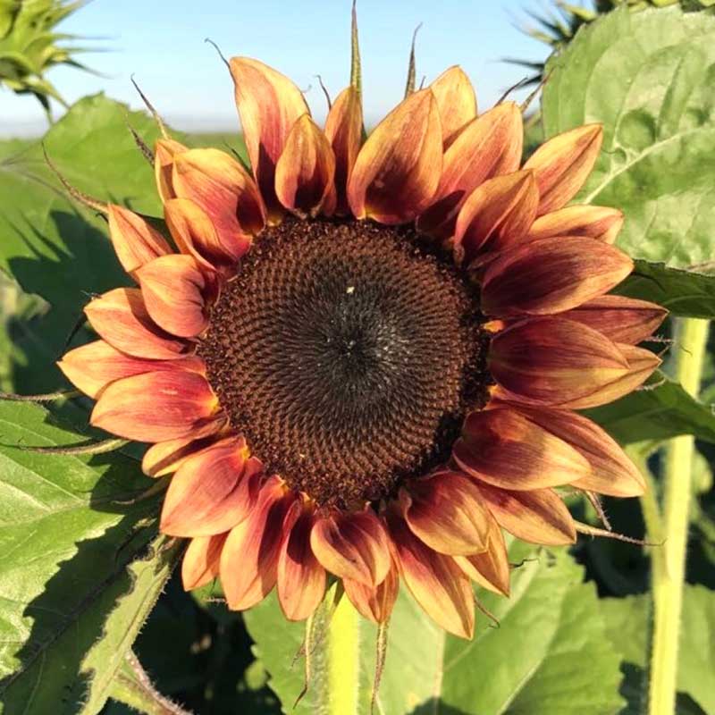 professional cut flower seeds Sunflower Pro-Cut Plum | Bulk Flower Seeds