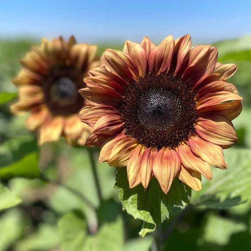 professional cut flower seeds Sunflower Pro-Cut Plum | Bulk Flower Seeds
