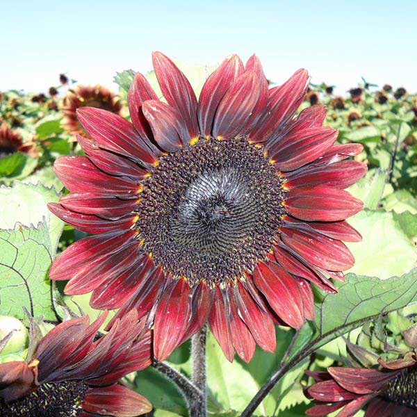 sunflower procut red