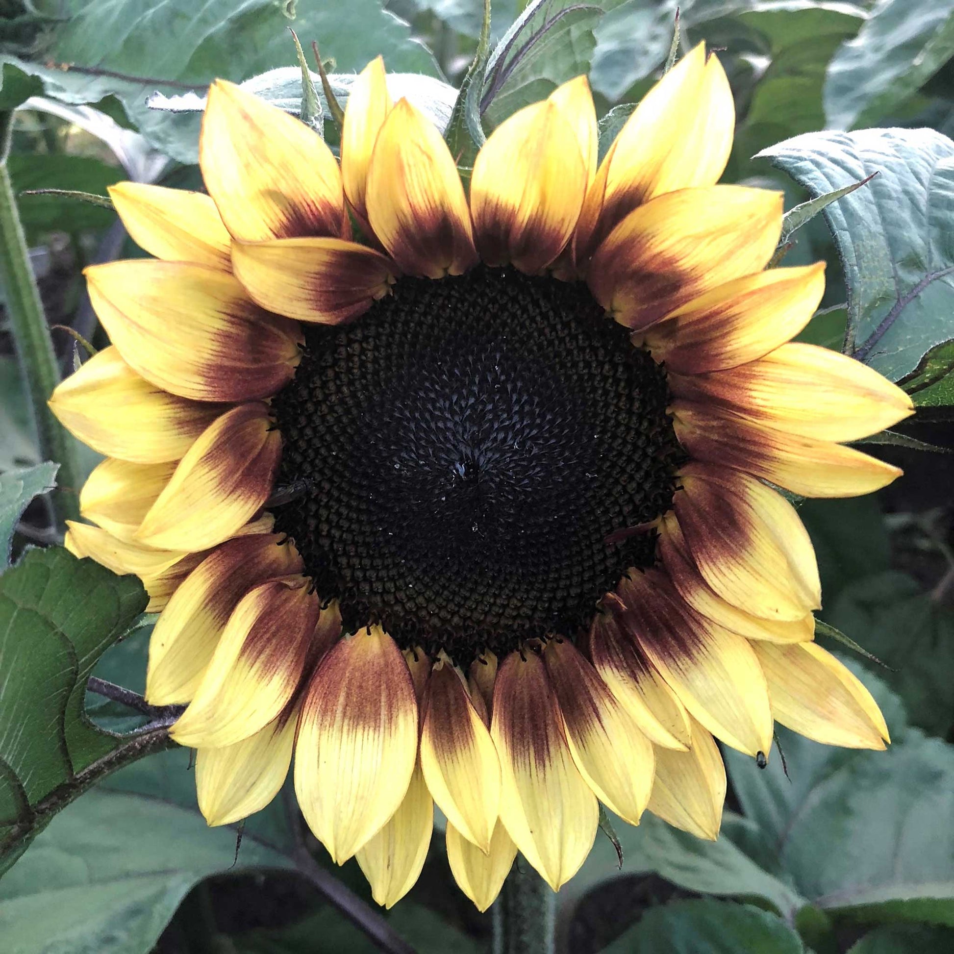 Sunflower ProCut Red Lemon Bicolor