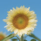 Sunflower ProCut White Lite