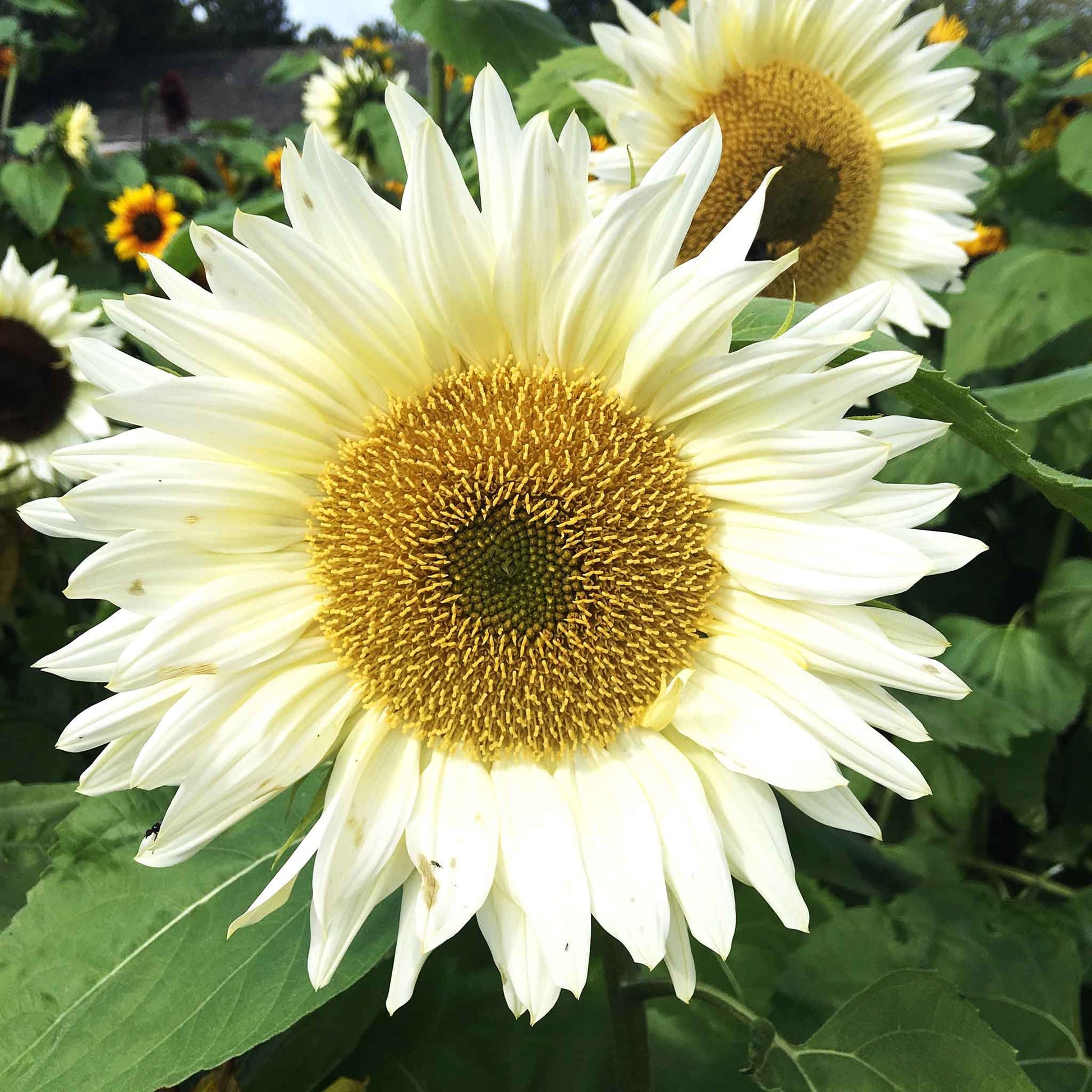 white sunflower seeds flower Bulk Sunflower Seeds