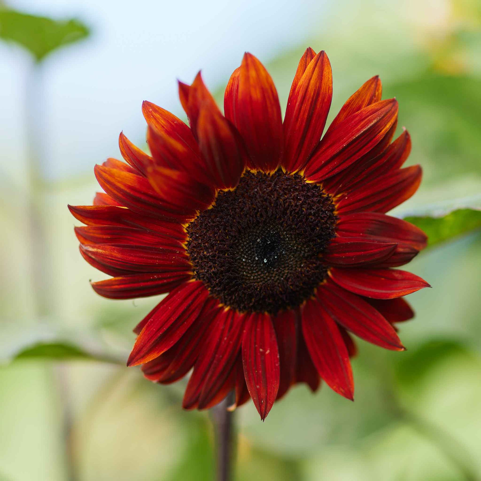 red sunflower seeds to plant Bulk Sunflower Seeds