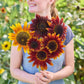 A person holding a bouquet of sunflower ruby in a garden setting.