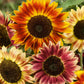 sunflower sante fe sunset f1