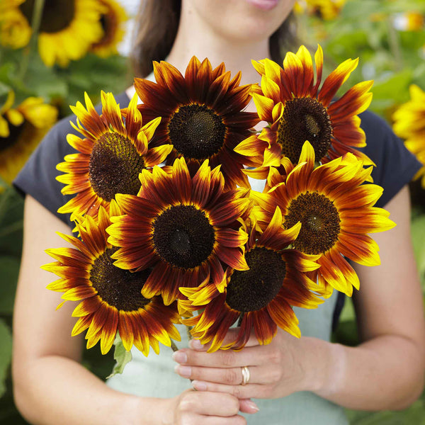 sunflower-shock-o-lat-mac-