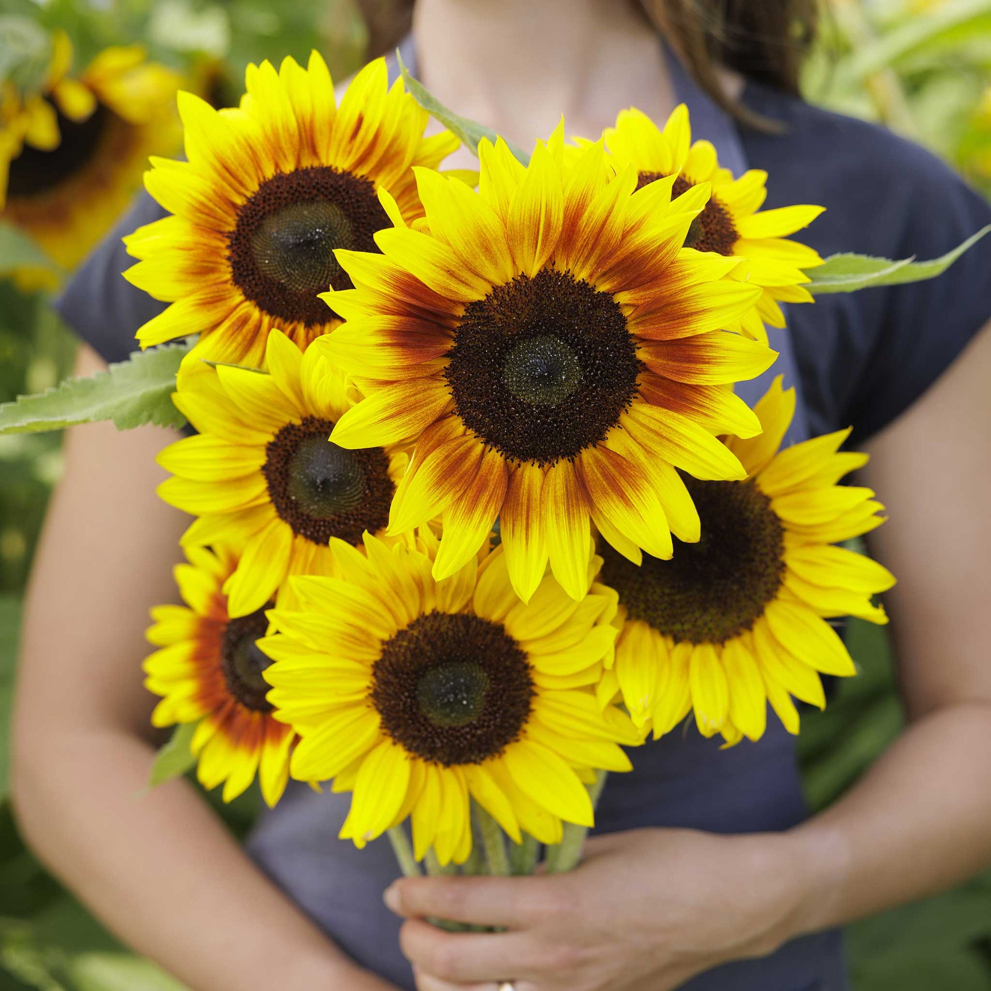 sunflower planting seeds for sale Magic Roundabout | Bulk Wildflowers