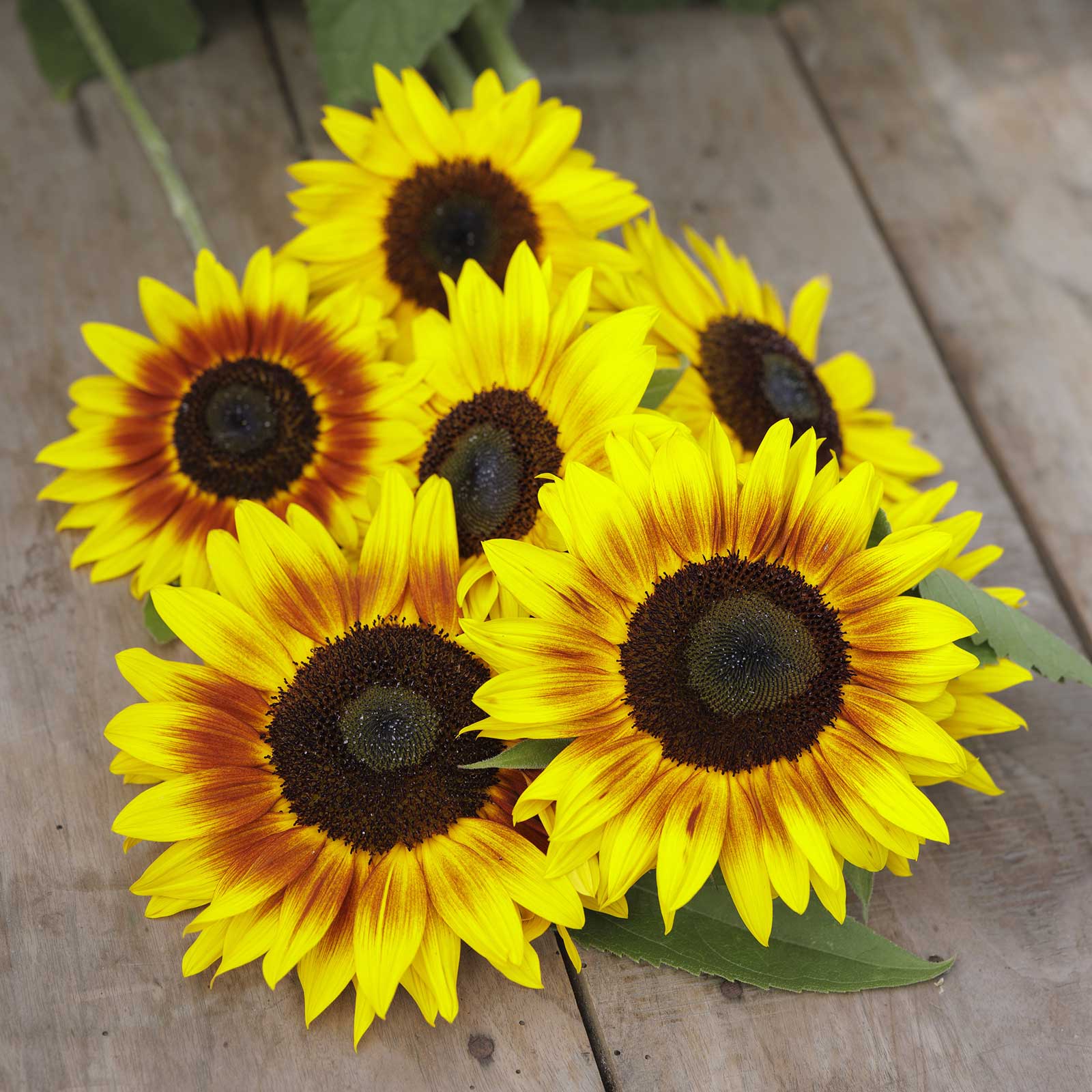 flower power seeds Bulk Sunflower Seeds - Magic Roundabout