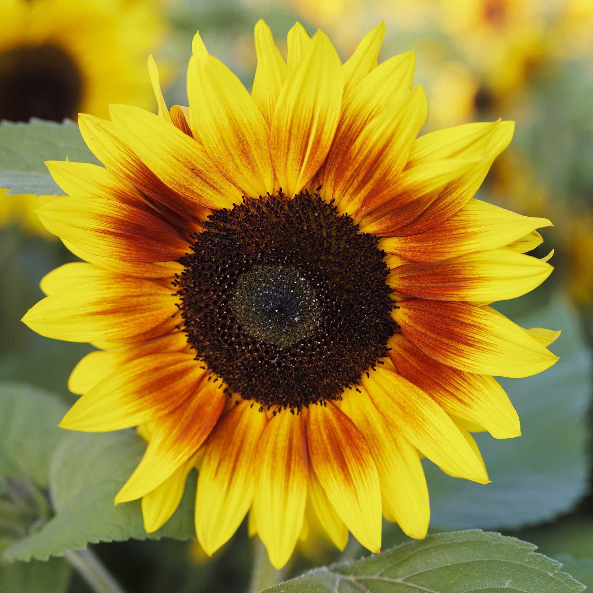 power flower seeds Bulk Sunflower Seeds - Magic Roundabout