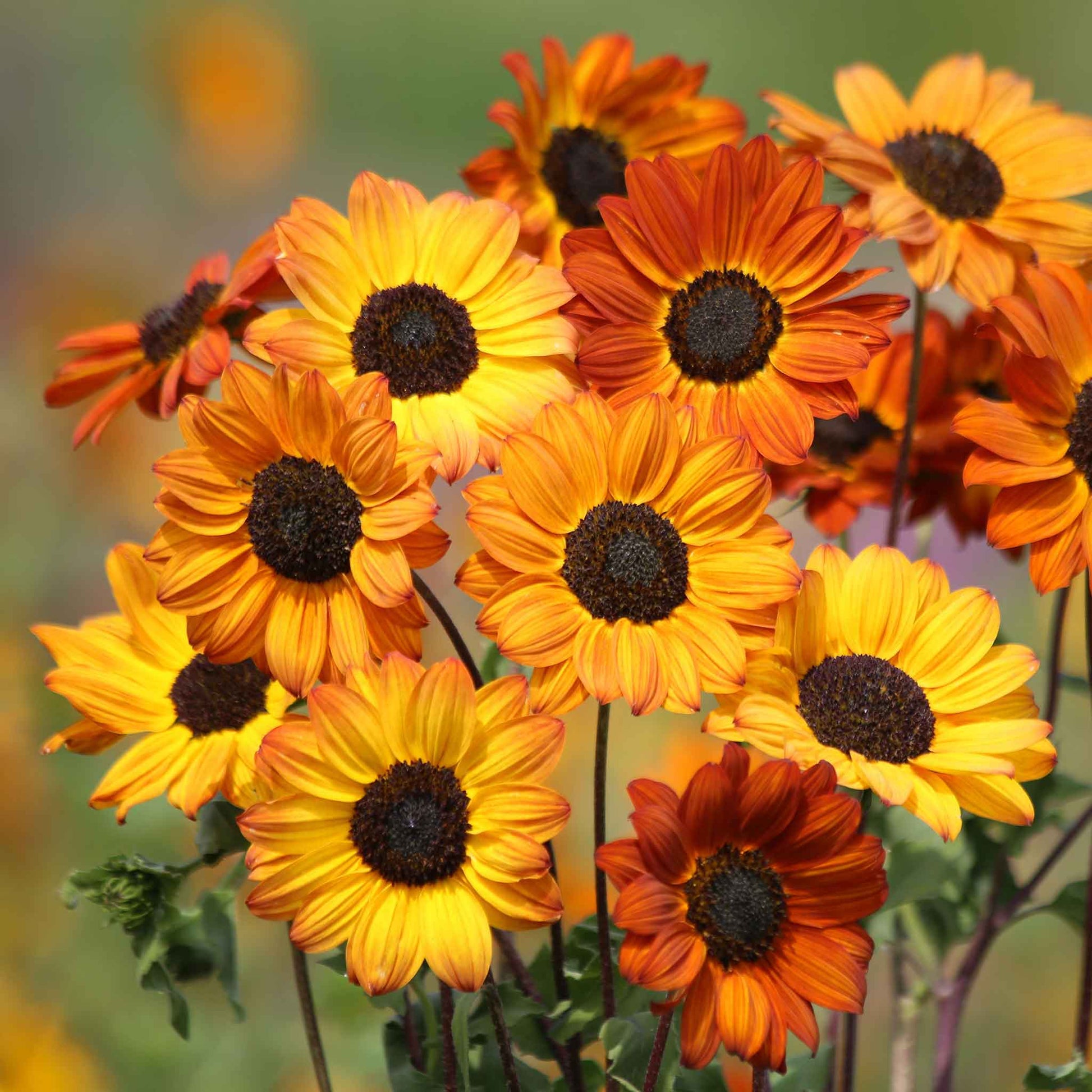 sunflower soluna bronze