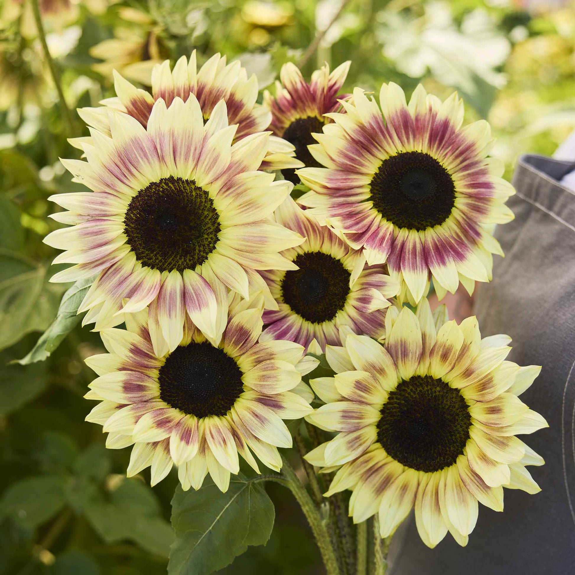 sunflower seeds in bulk to plant Bulk Sunflower Seeds