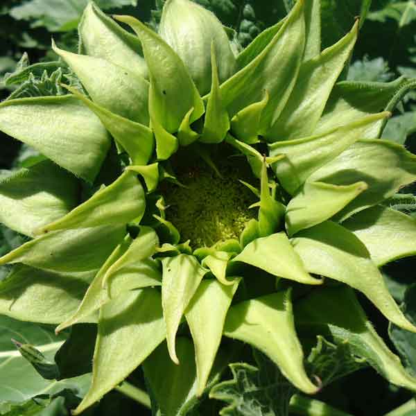 sunflower sunfill green