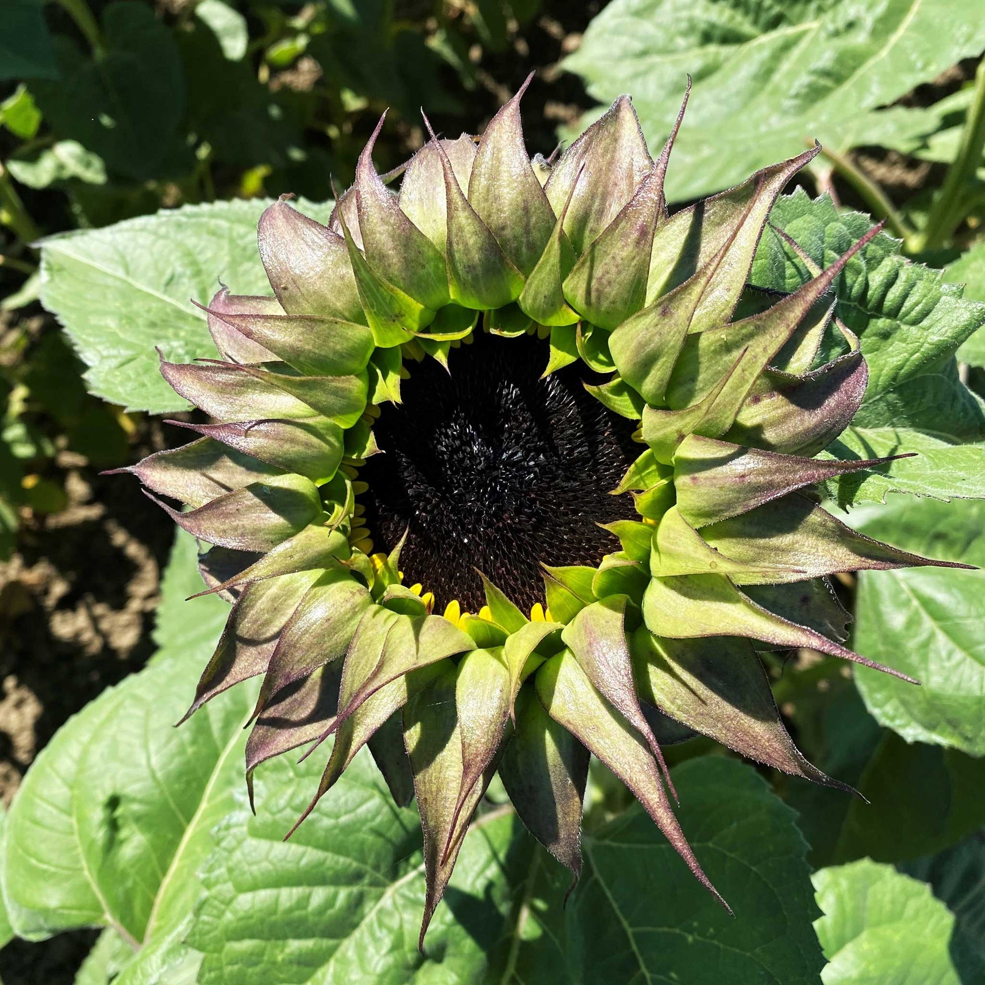 Sunflower SunFill Purple