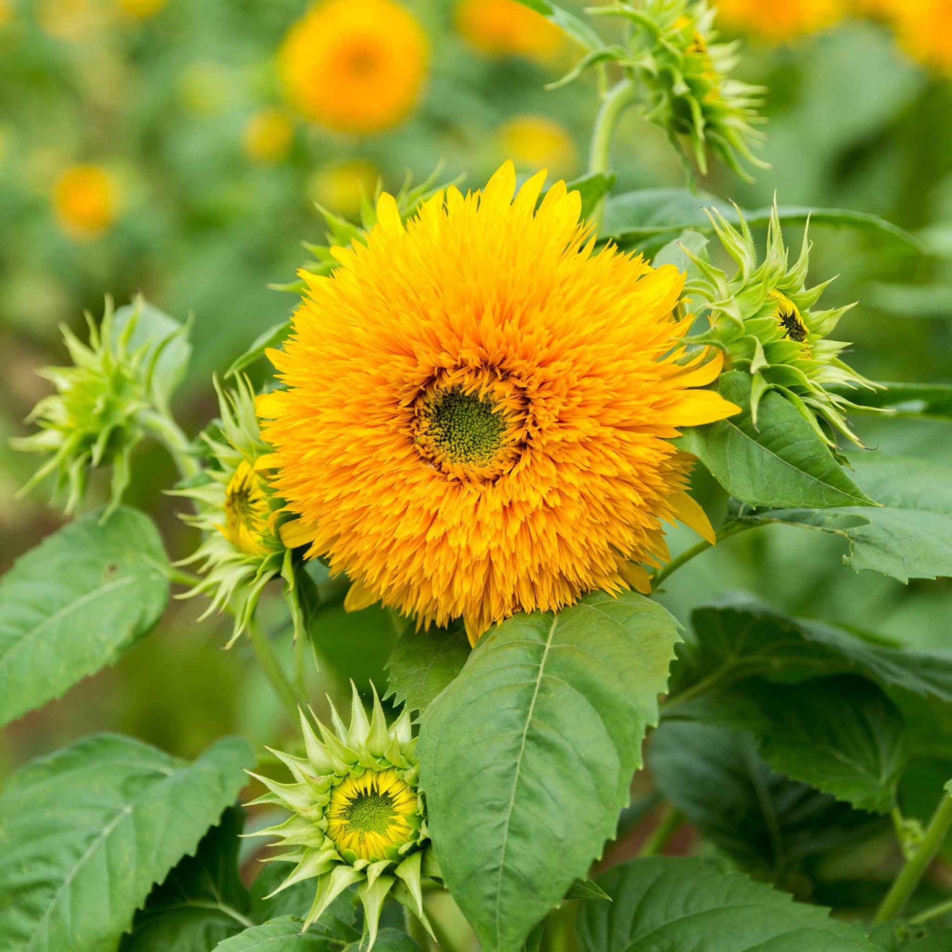 bulk giant sunflower seeds for planting Bulk Sunflower Seeds