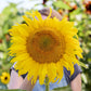 A large yellow sunflower titan flower head with a blurred background.