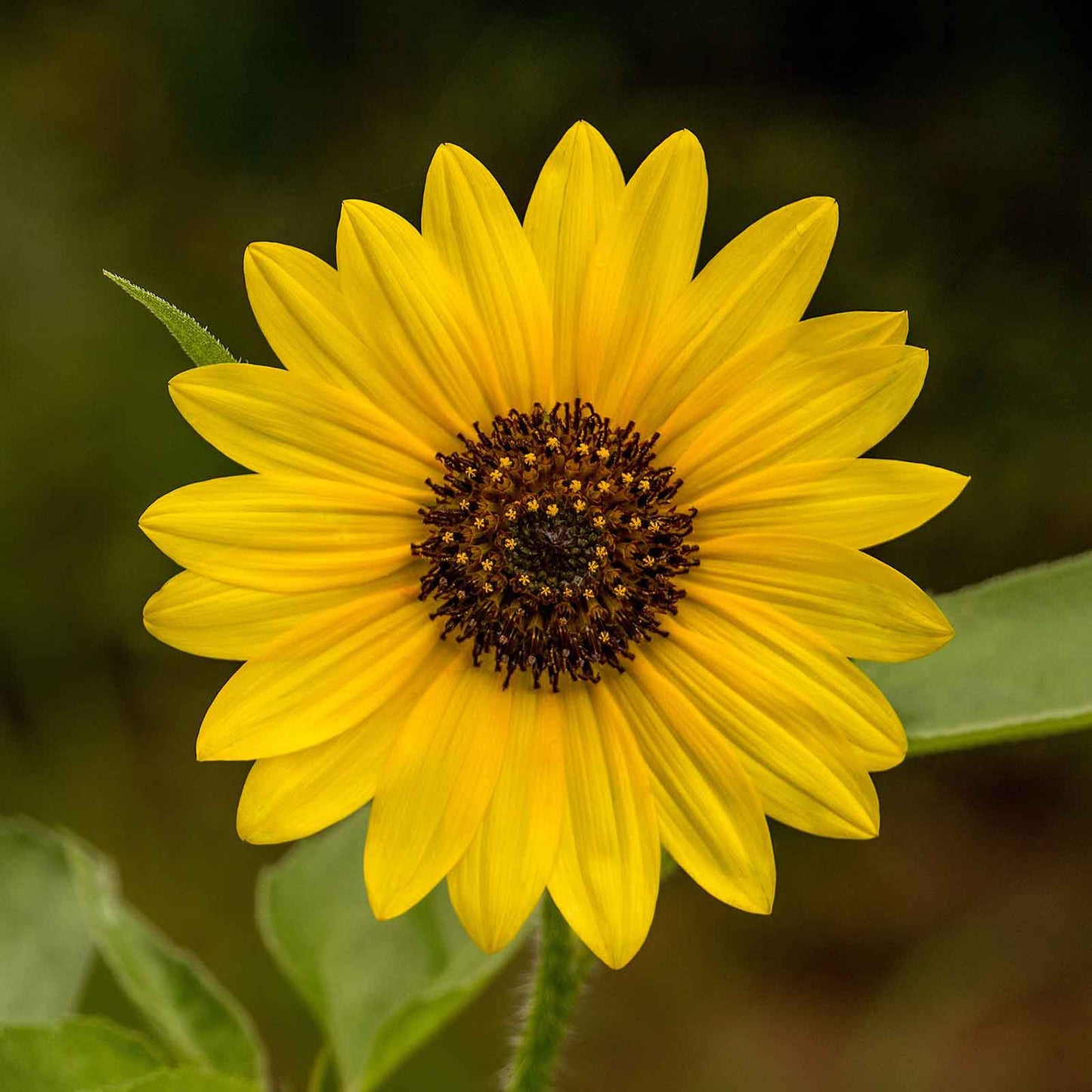 wild sunflower seeds for planting Bulk Sunflower Seeds