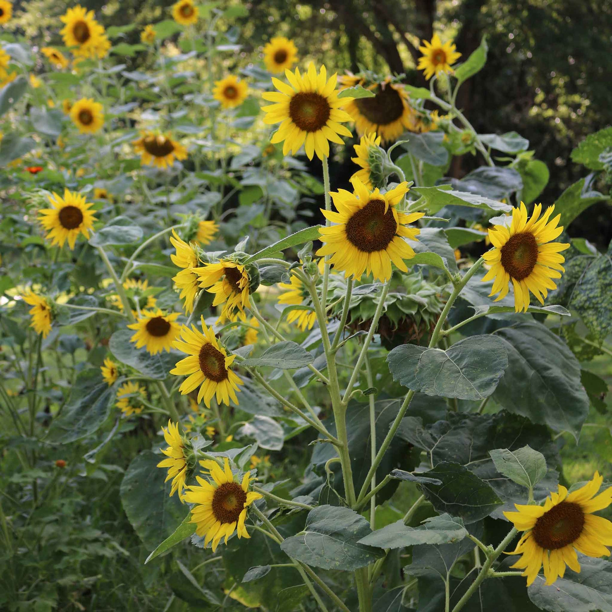 sunflower seeds in bulk to plant Bulk Sunflower Seeds