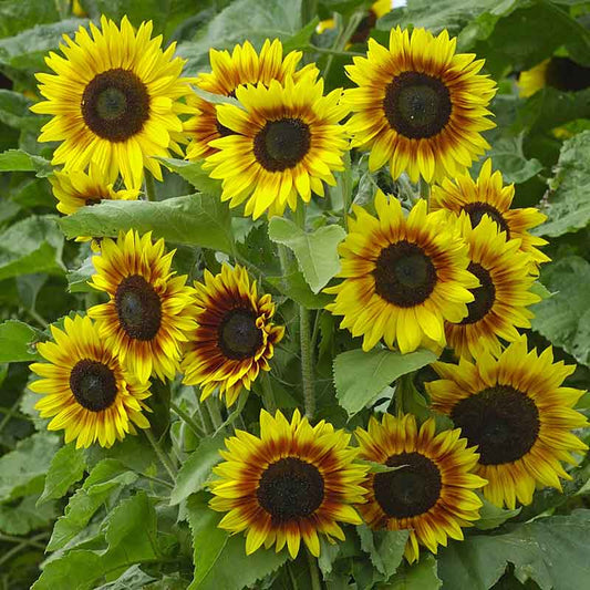 sunflower ziggy