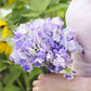 sweet pea blue ripple