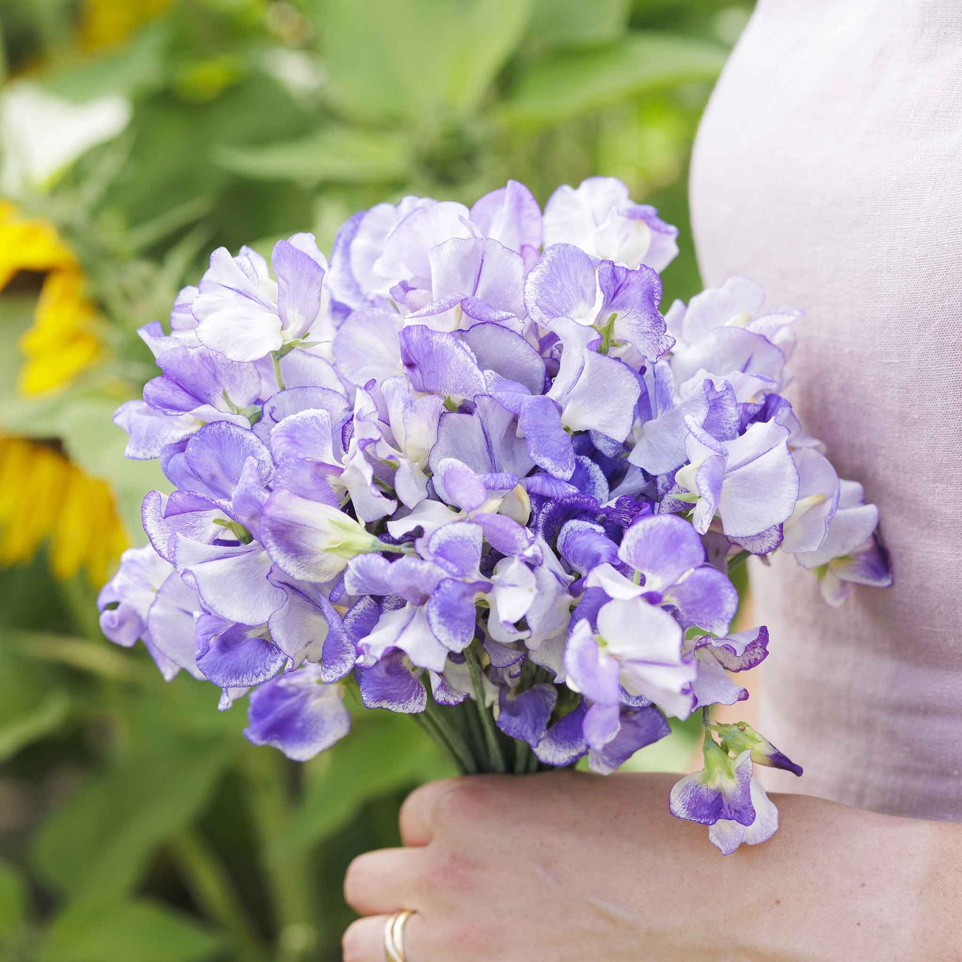 sweet pea flower seeds for sale Bulk Sweet Pea Seeds - Blue Ripple