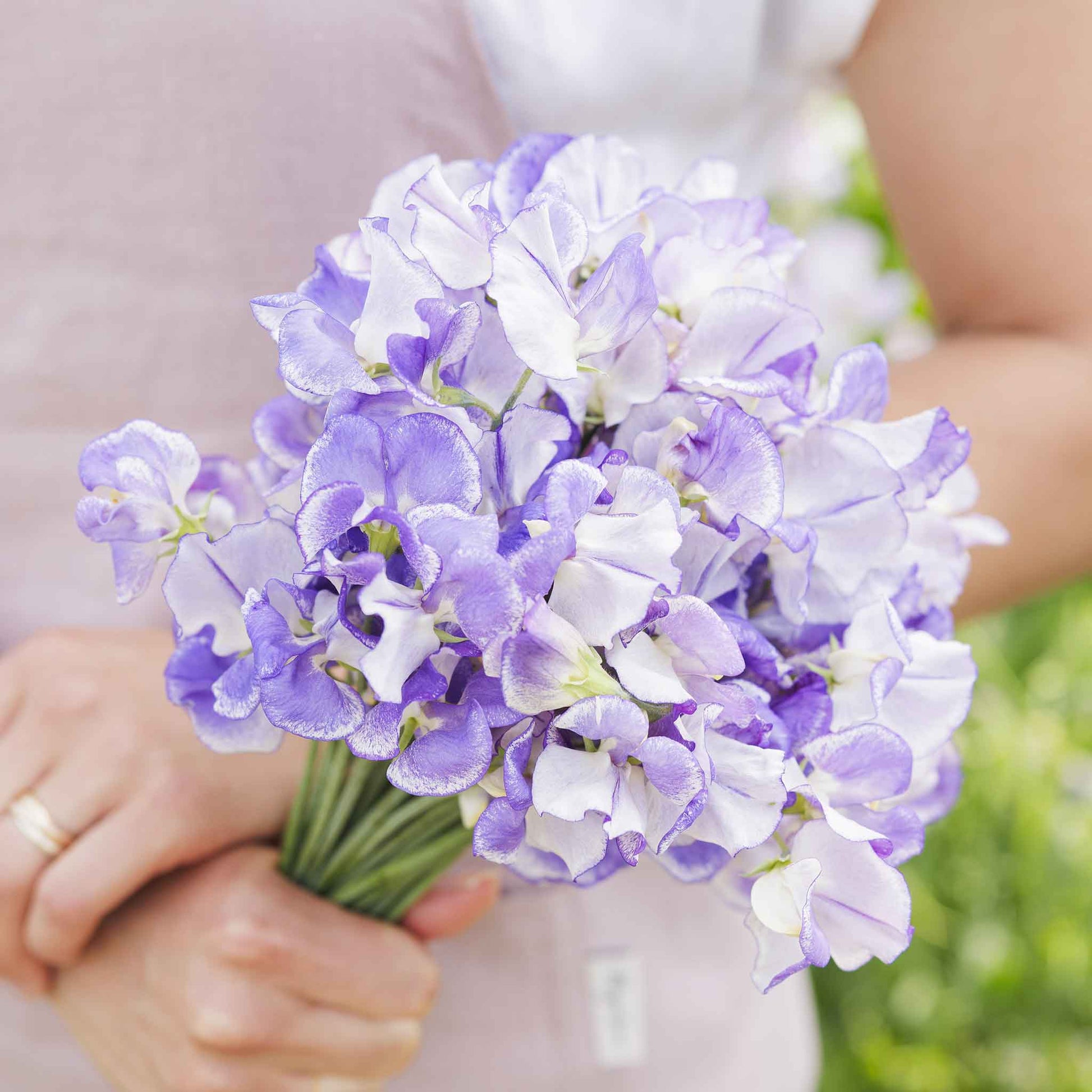 sweet pea blue ripple