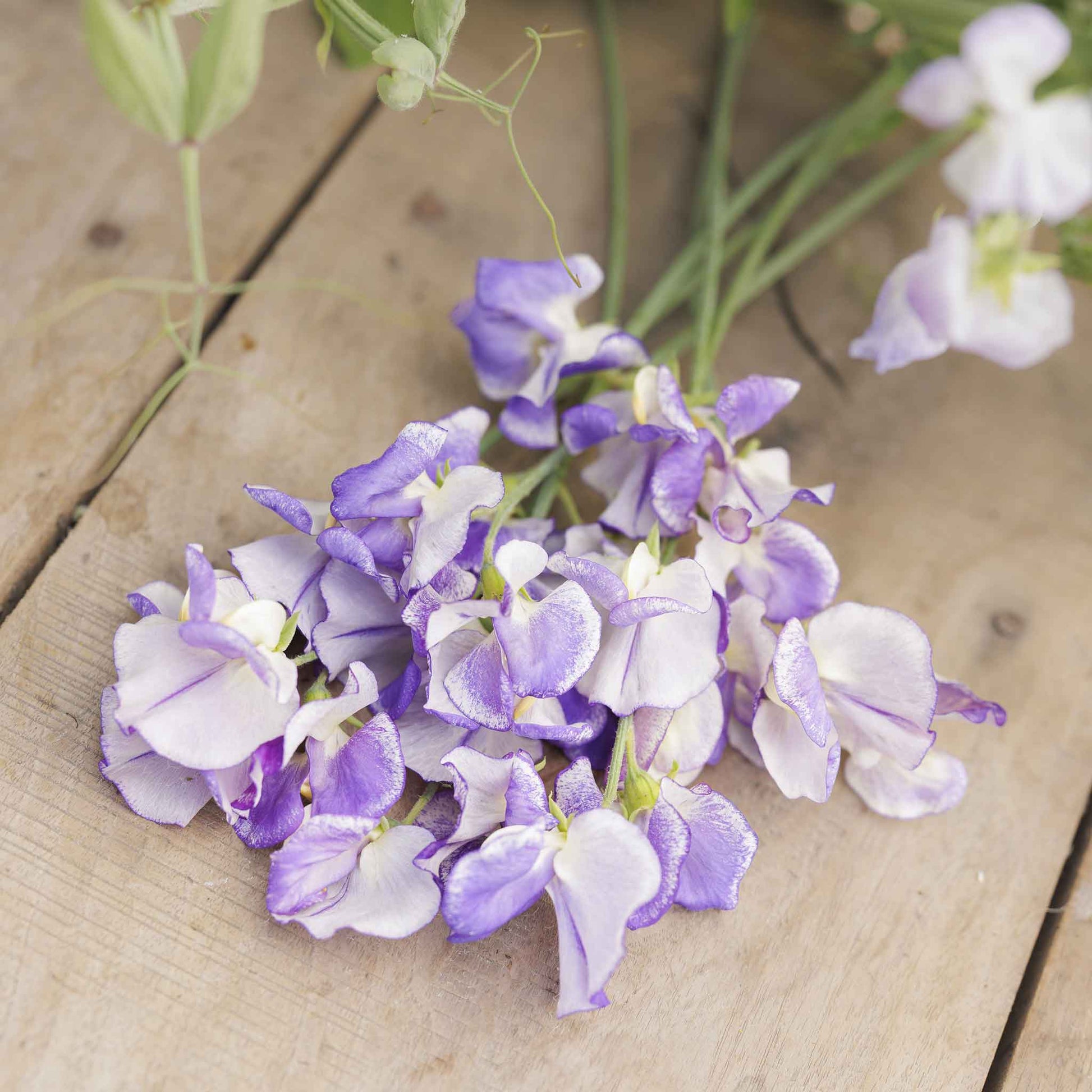sweet pea blue ripple