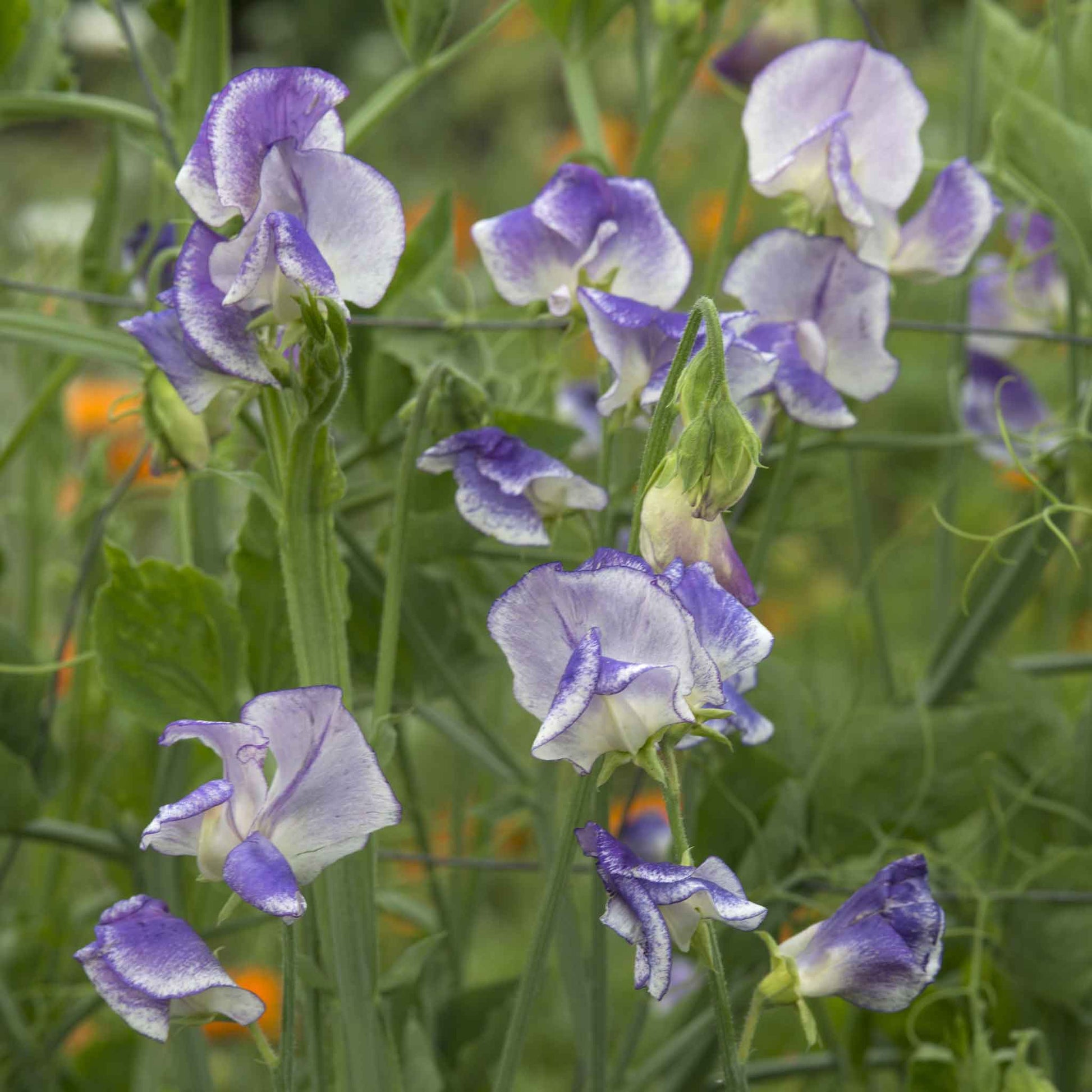 sweet pea blue ripple