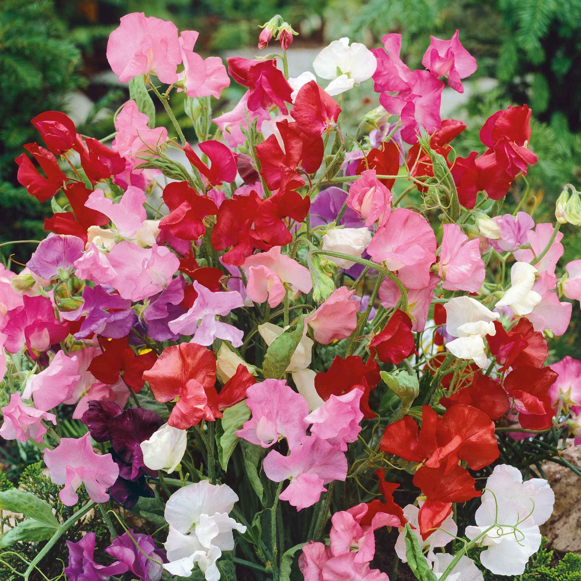 sweet pea planting seeds Bulk Sweet Pea Seeds (Dwarf)