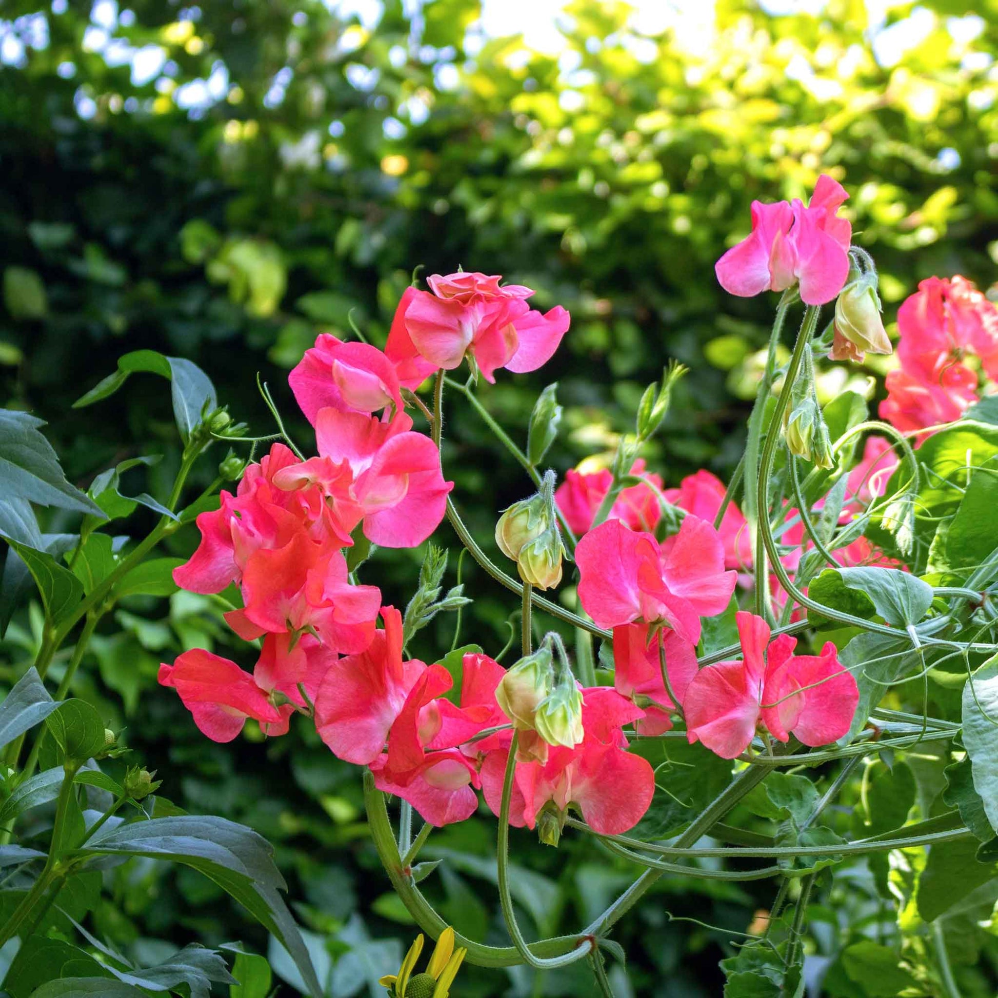 garden pea seeds for sale Bulk Sweet Pea Seeds - Edith Flanagan