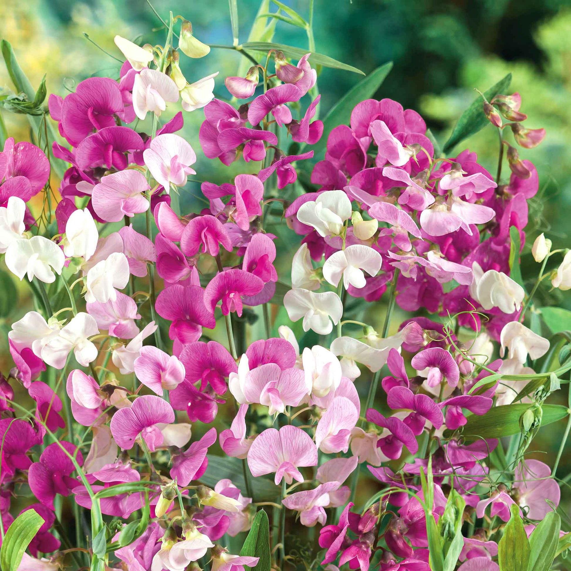 pea seeds plant Bulk Everlasting Pea Seeds