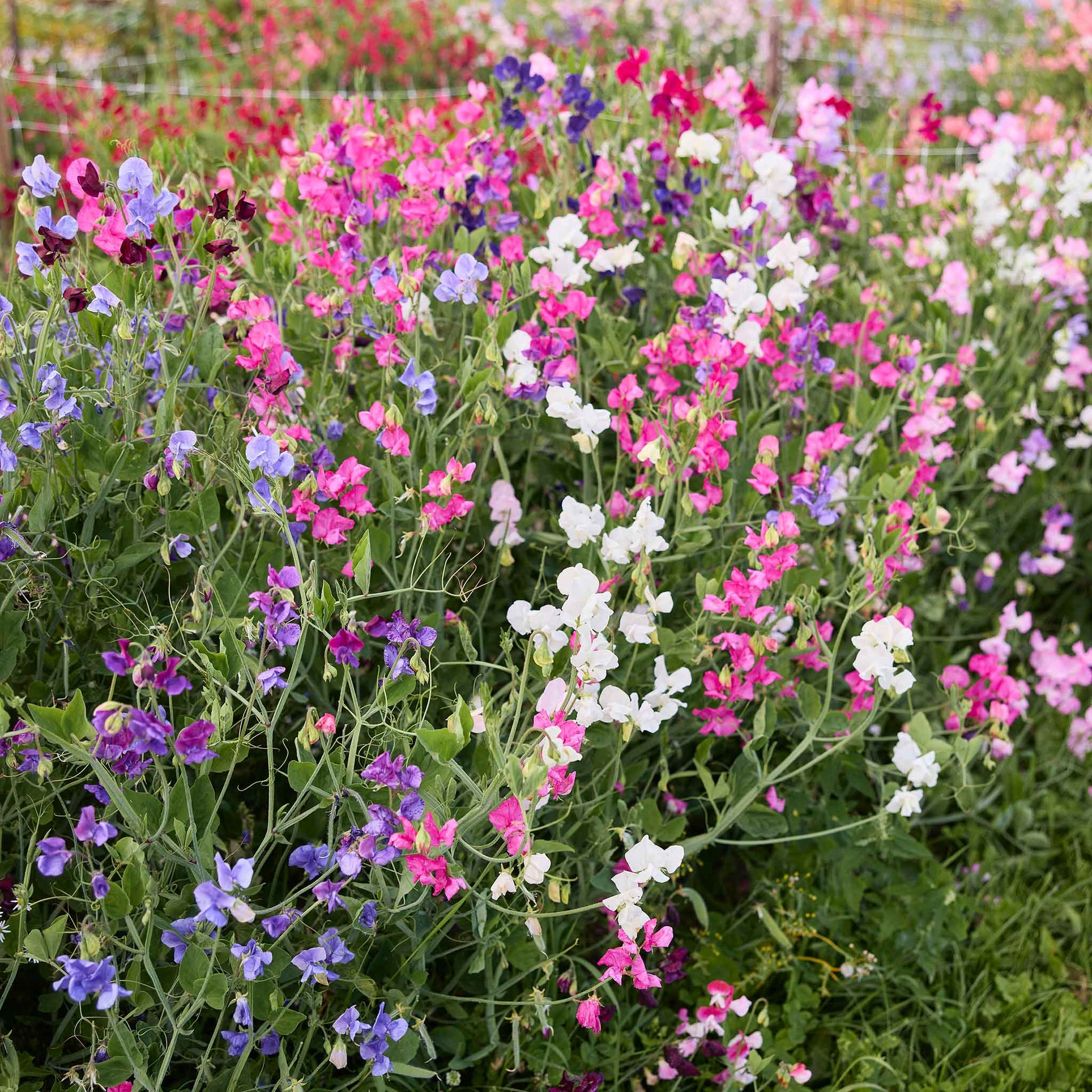 flower seeds that get you high Bulk Sweet Pea Seeds - Knee-High Mix