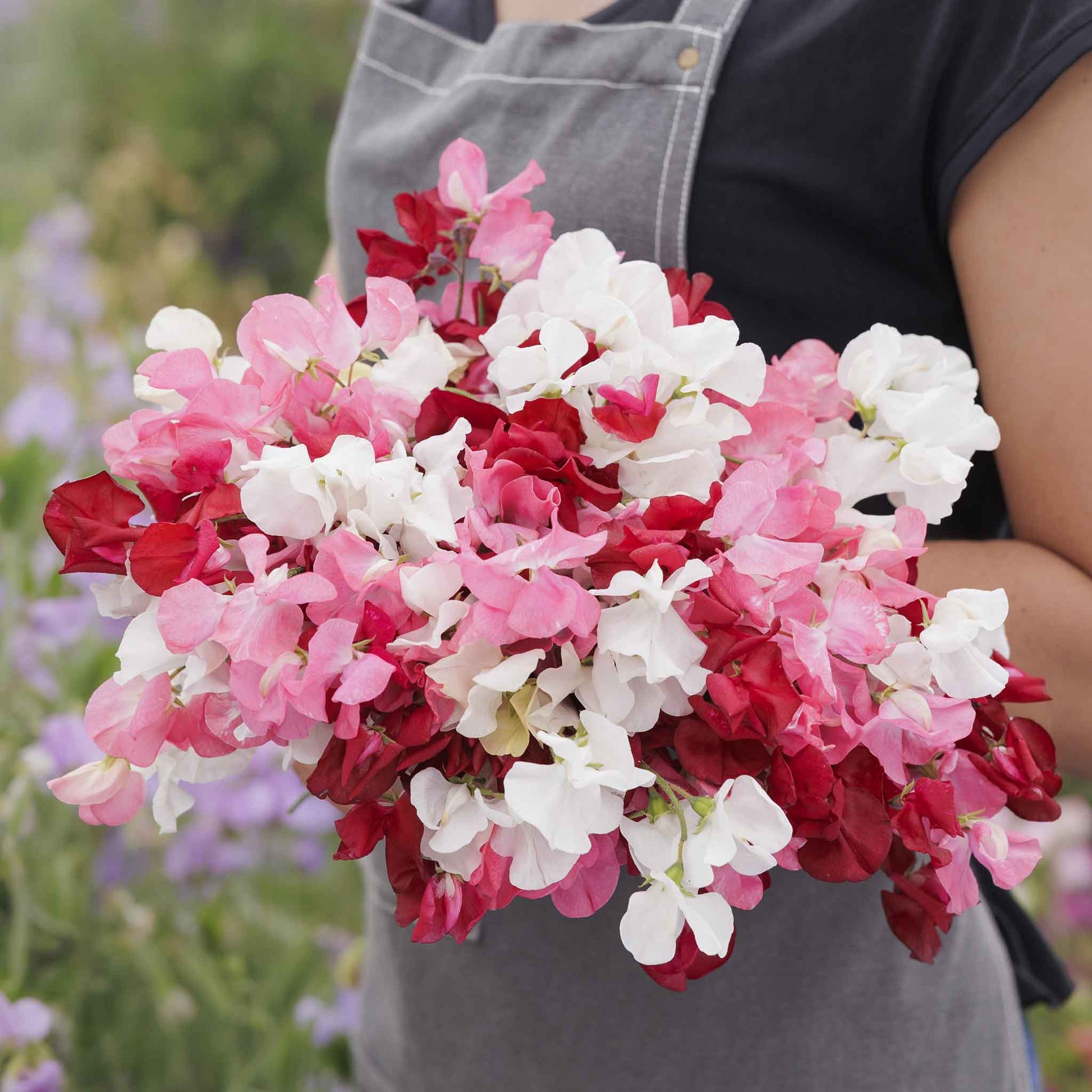 sweet pea flower seeds for sale Bulk Sweet Pea Seeds (Dwarf)