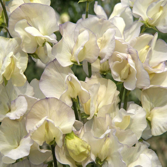 sweet pea old times