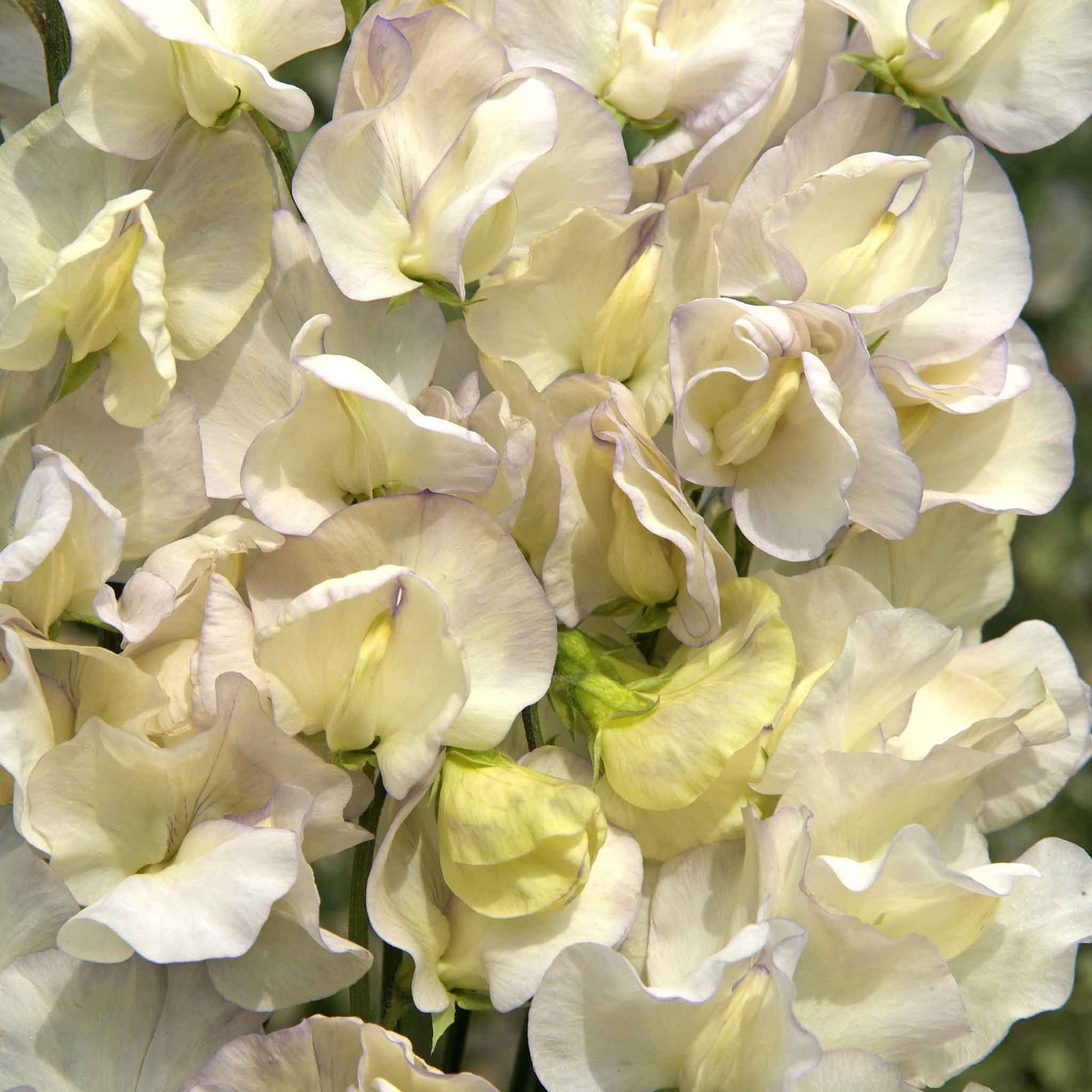 old flower seeds Bulk Sweet Pea Seeds - Old Times