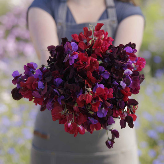 Person holding a bouquet of red and purple sweet pea flowers with a blurred natural background