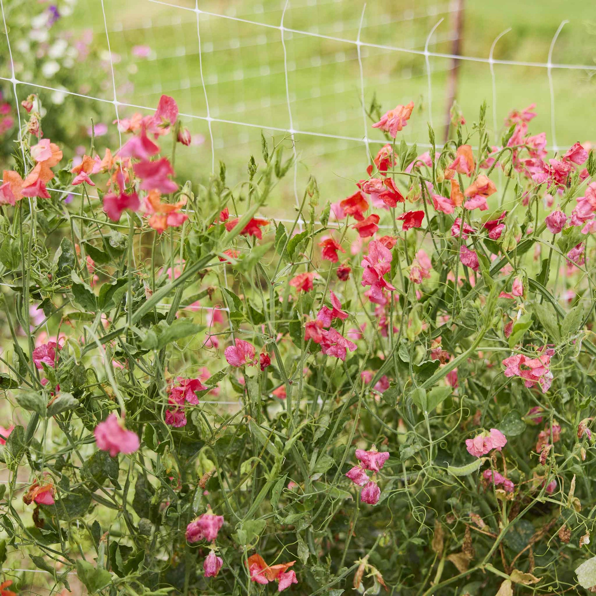 garden sweet pea seeds Bulk Sweet Pea Seeds