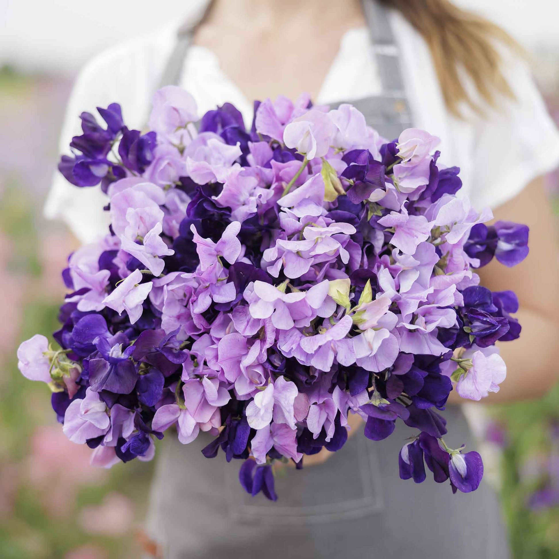 lavender pea flower Bulk Sweet Pea Seeds