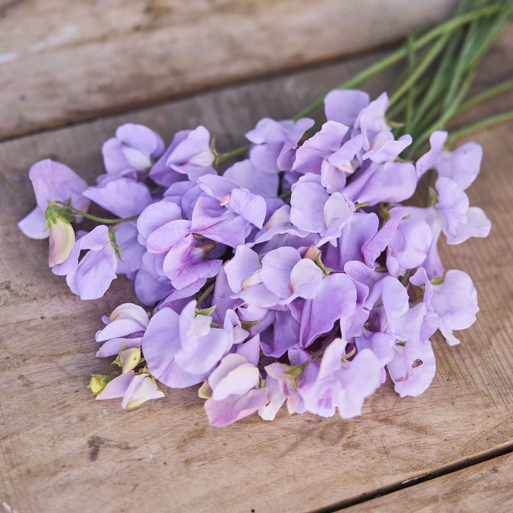 lavender pea flower Bulk Sweet Pea Seeds