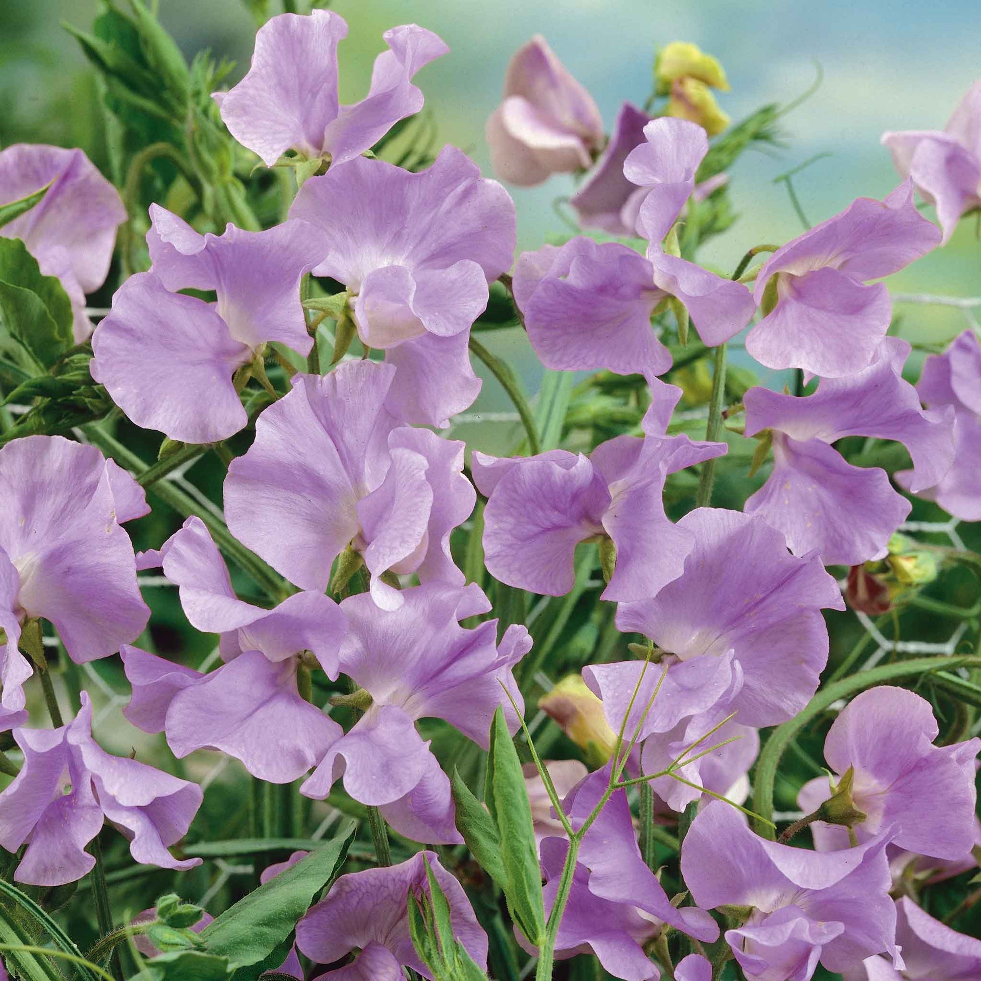 sweet lavender seeds Bulk Sweet Pea Seeds