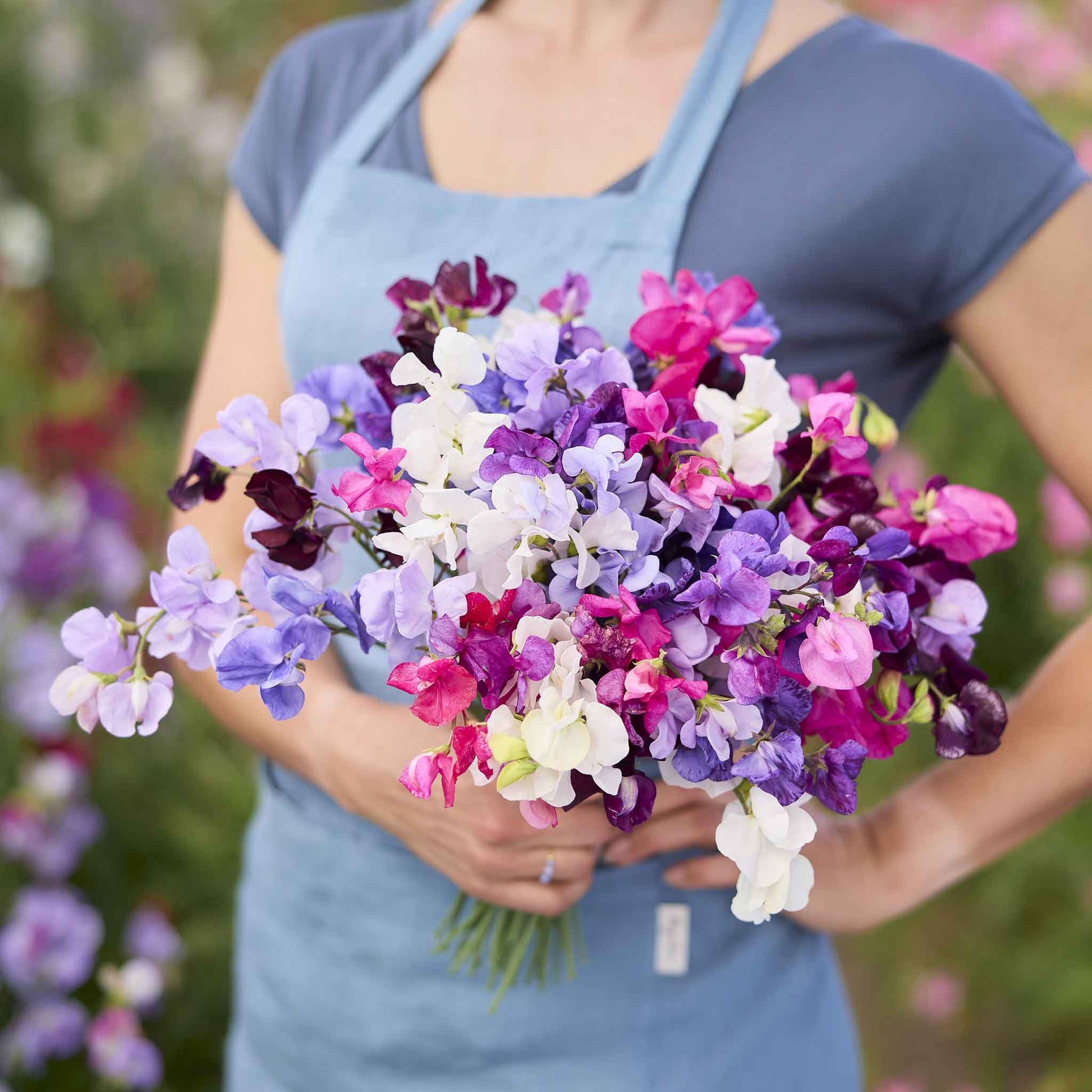 sweet pea flower seeds Bulk Sweet Pea Seeds